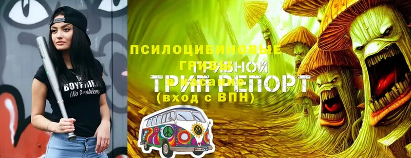 Псилоцибиновые грибы Psilocybe  Севастополь 